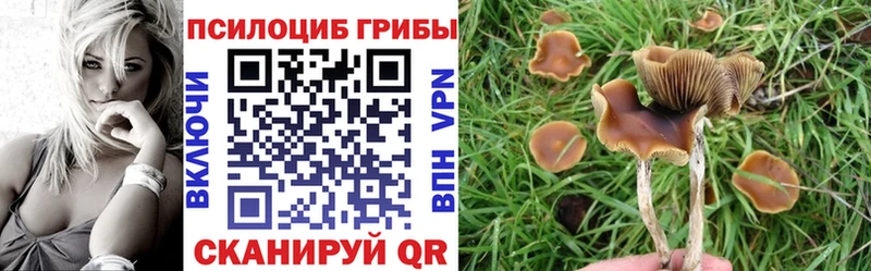 Купить закладки  Кувшиново  Псилоцибиновые грибы GOLDEN TEACHER 